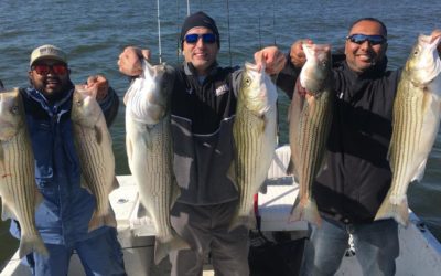 Striper Report Lake Texoma