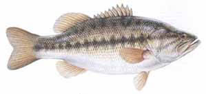 Lake Texoma Fish Species Largemouth Bass