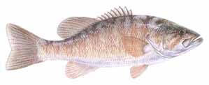 Lake Texoma Fish Species Smallmouth Bass