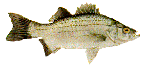 Lake Texoma Fish Species White Bass