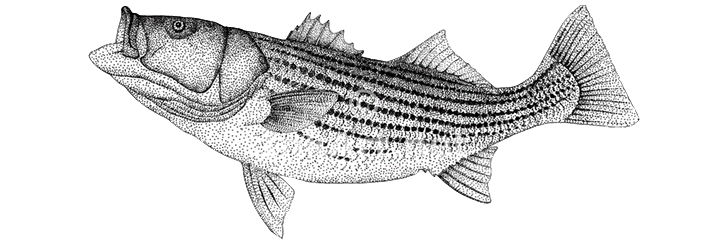 Year-End Lake Texoma Striper Reports